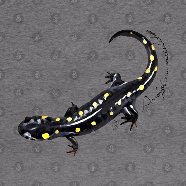 Spotted salamander art with scientific name by austinmg